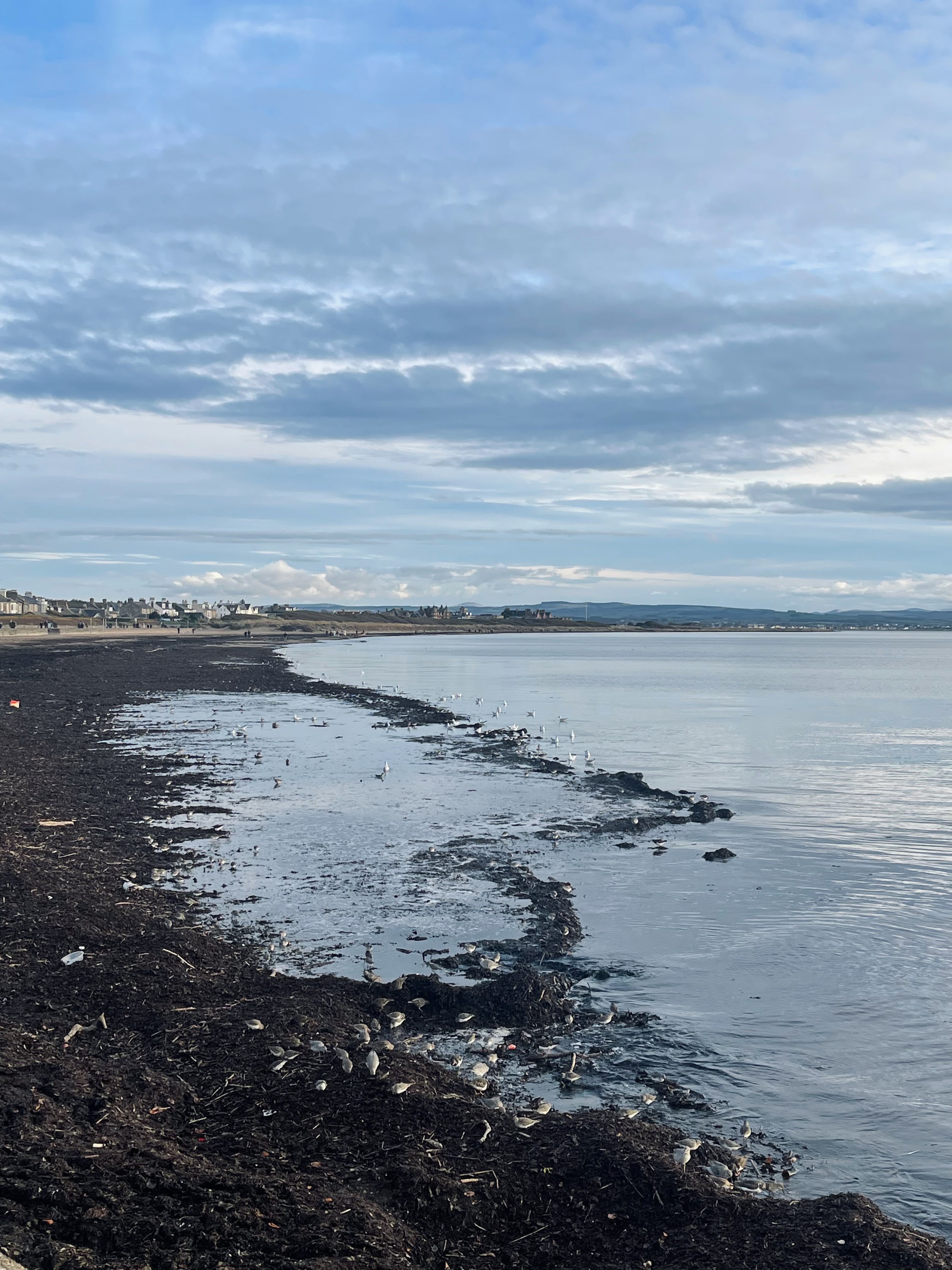 The shoreline at Troon under a soft blue sky, with seaweed along the water’s edge